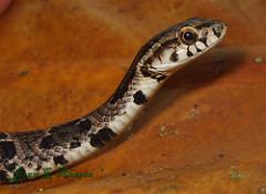 Xenodon rabdocephalus Xenodon rabdocephalus Snake Database