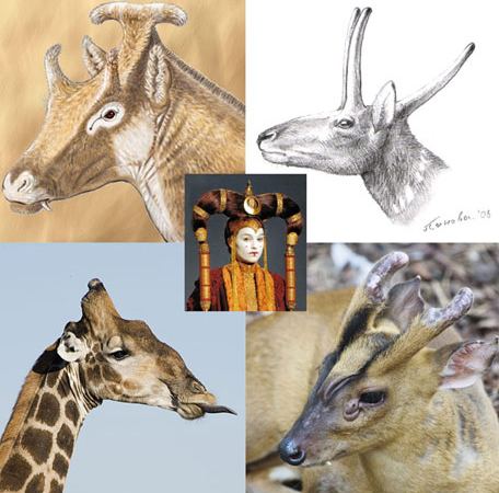 Xenokeryx Xenokeryx and Giraffes Something to Ruminate On