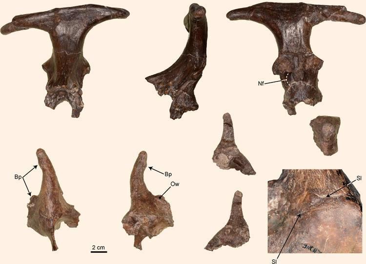 Xenokeryx Xenokeryx amidalae Ancient ThreeHorned Mammal Unearthed in Spain