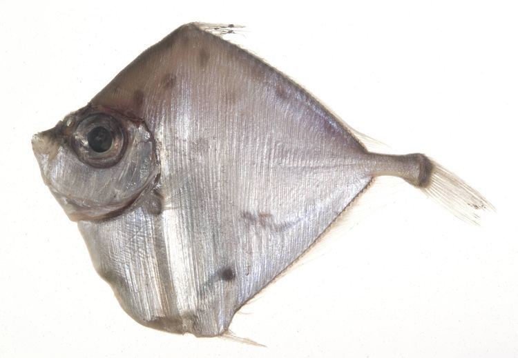 Xenolepidichthys dalgleishi fishesofaustralianetauImagesImage45445Xenolep