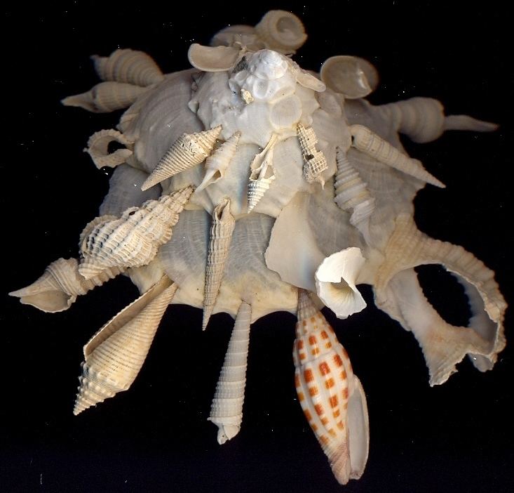 Xenophora pallidula 17 Best images about Carrier Shells Xenophora Palidula and others