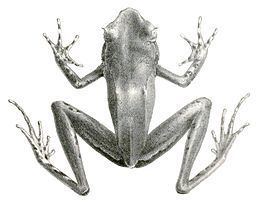 Xenophrys httpsuploadwikimediaorgwikipediacommonsthu