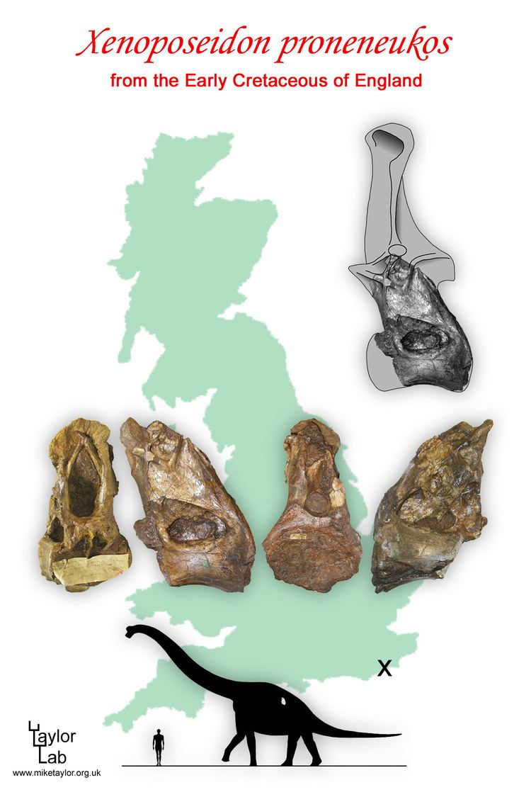 Xenoposeidon Xenoposeidon week day 7 schools out Sauropod Vertebra Picture