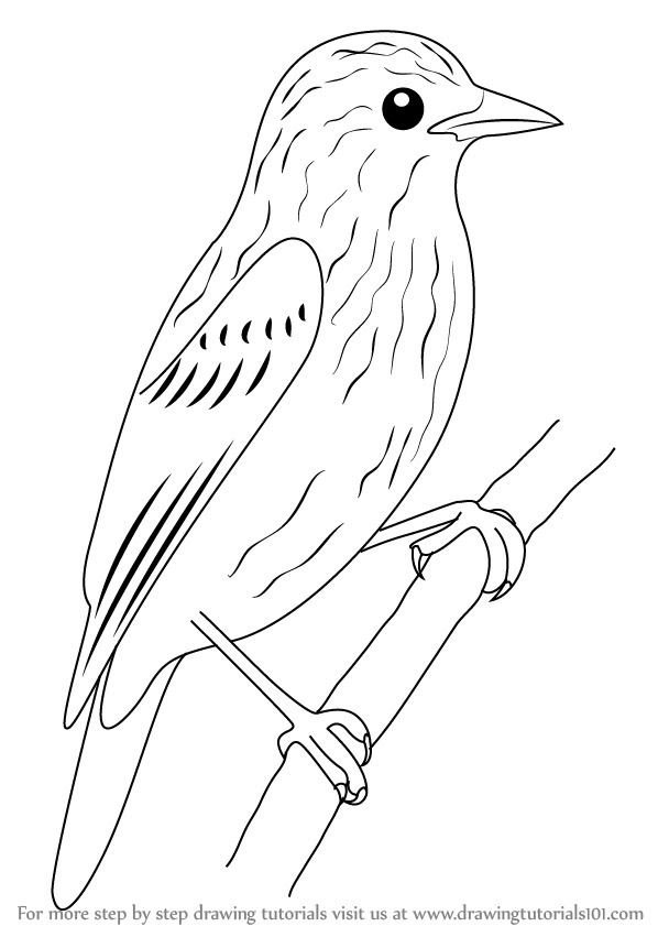 Xenops Learn How to Draw Xenops Birds Step by Step Drawing Tutorials