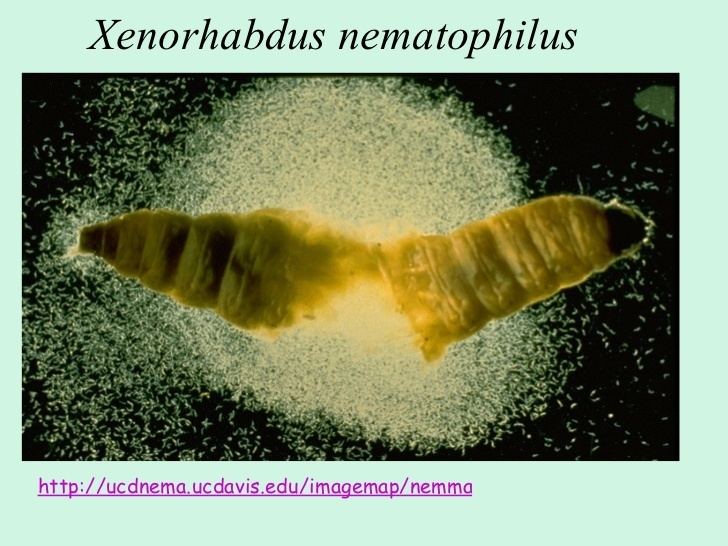 Xenorhabdus Xenorhabdus Nematophilus