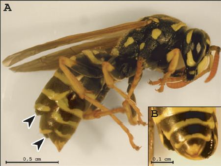 Xenos vesparum A superparasitized Polistes dominulus wasp A Arrows show 2
