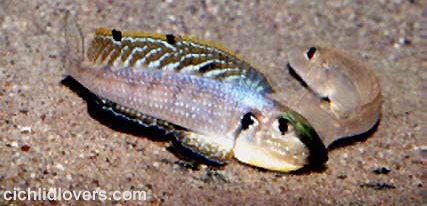 Xenotilapia melanogenys Badmans Tropical Fish Page for all the tropical fish care
