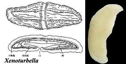 Xenoturbella Palaeos Metazoa Deuterostomia Ambulacraria