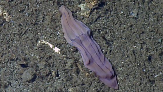 Xenoturbella Mystery of deepsea purple sock solved BBC News