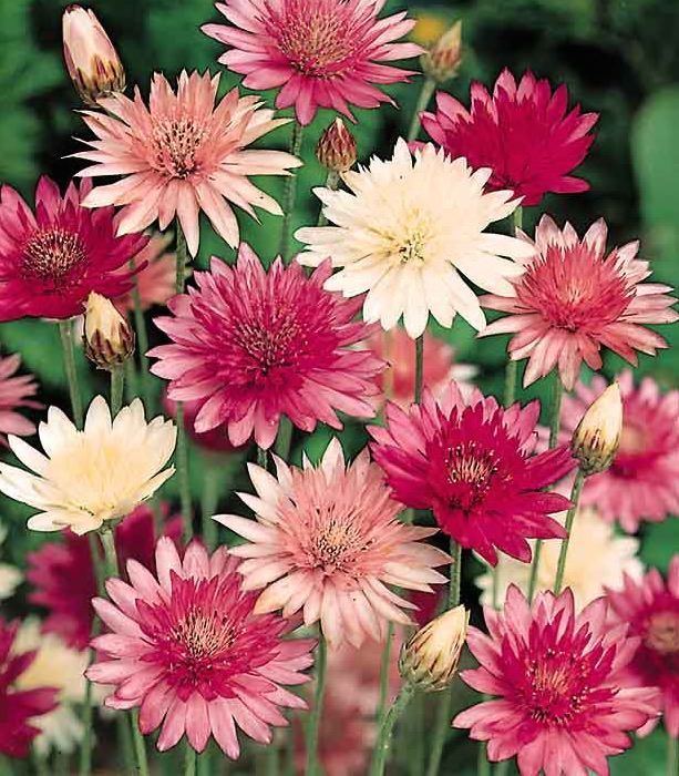 Xeranthemum Xeranthemum Seeds Everlasting Annual Flower Seeds