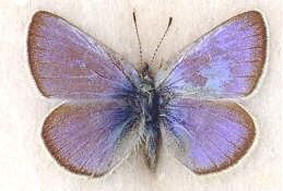 Xerces blue Xerces Blue butterfly extinct 1940s Extinct animals