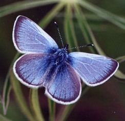 Xerces blue Xerces Blue Butterfly First Species to Go Extinct from Habitat Loss