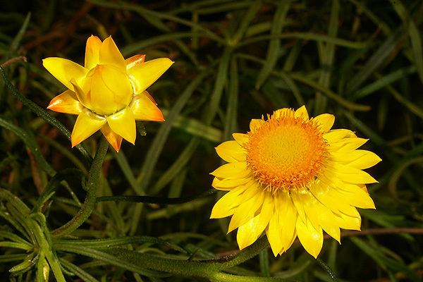 Xerochrysum viscosum viscosum