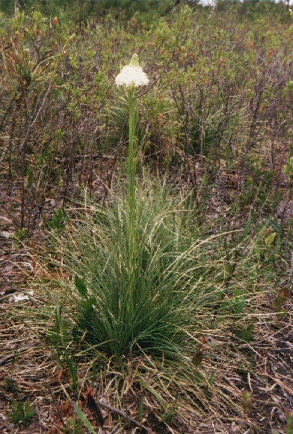 Xerophyllum asphodeloides Turkeybeard