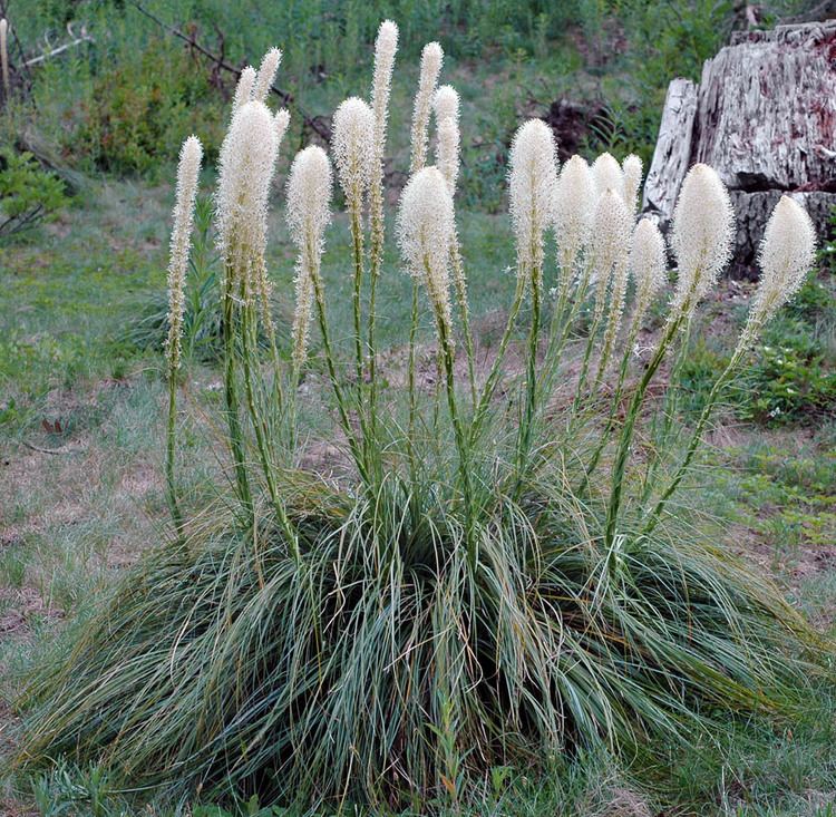 Xerophyllum tenax Oregon Flora Project