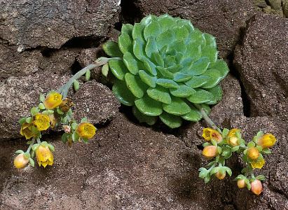 Xerophyte xerophyte plant Britannicacom