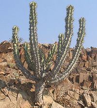 Xerophyte httpsuploadwikimediaorgwikipediacommonsthu