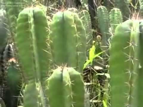 Xerophyte What Xerophytes look like A Level Biology YouTube