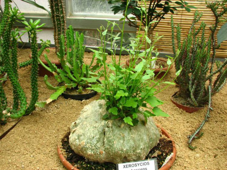 Xerosicyos How to Grow and Care for Xerosicyos World of Succulents