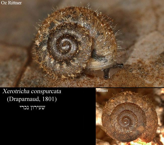 Xerotricha conspurcata Hygromiidae Israels Nature Site