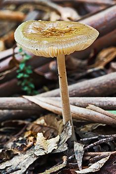 Xerula australis httpsuploadwikimediaorgwikipediacommonsthu