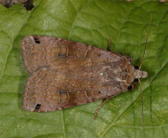 Xestia European Lepidoptera and their ecology Xestia baja