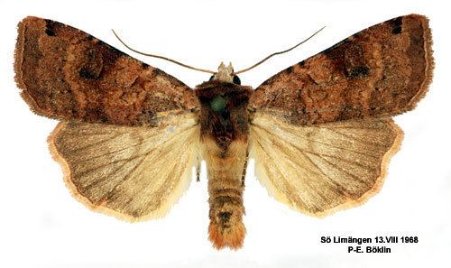 Xestia baja Xestia baja Insecta Lepidoptera Noctuidae