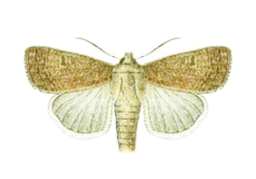Xestia palaestinensis