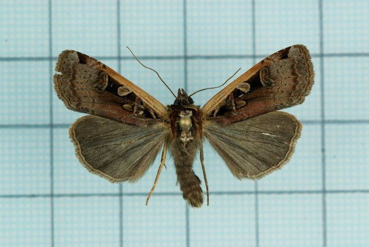 Xestia tamsi