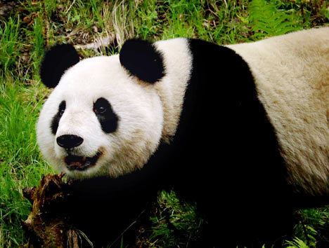 Xiang Xiang (giant panda) idailymailcoukipix20070601pandanewAP468x