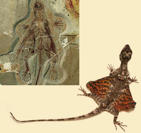 Xianglong Xianglong Xianglong fsil y el reptil actual Draco volan El