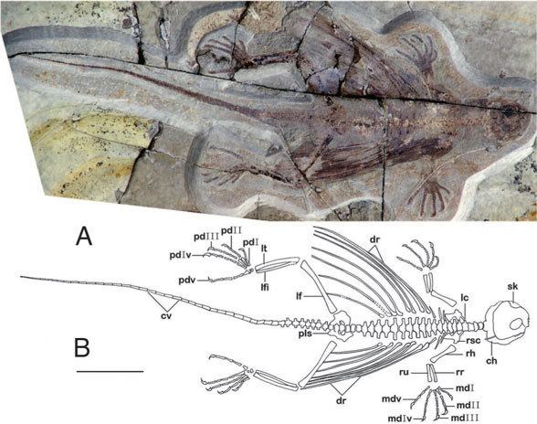 Xianglong The skull of Xianglong Early Cretaceous kuehneosaur The
