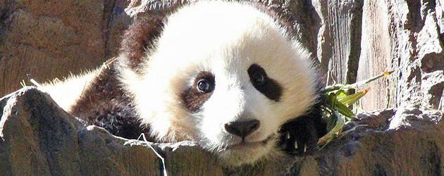 Xiao Liwu A grand debut for Xiao Liwu the new baby panda cub thats a cute