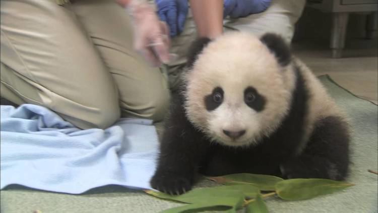 Xiao Liwu Adorable Panda Cub Xiao Liwu Falls Asleep During 16th Exam YouTube