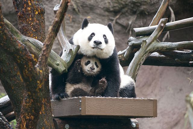 Xiao Liwu Baby Panda Xiao Liwu Gets His First Snow Day at San Diego Zoo