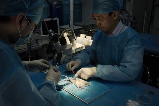 Xiaoping Ren Surgerys Far Frontier Head Transplants WSJ
