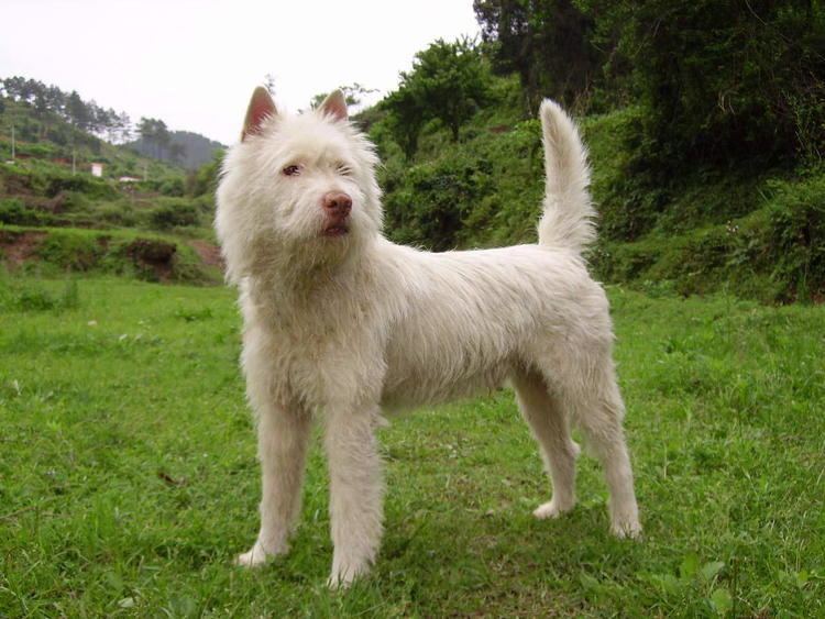 Xiasi Dog httpsuploadwikimediaorgwikipediacommonsaa