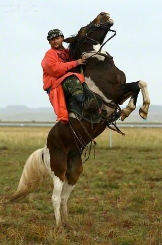 Xilingol horse wwwhorsebreedspicturescomwpcontentuploads201