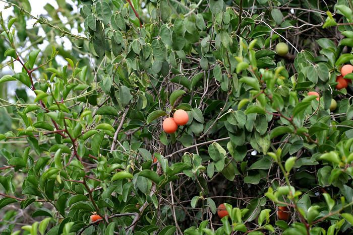 Ximenia americana - Alchetron, The Free Social Encyclopedia