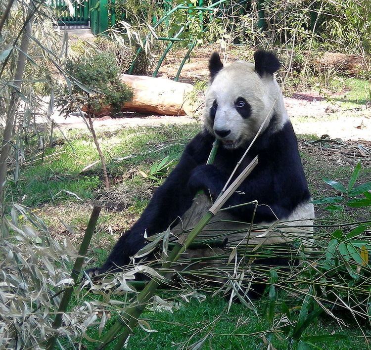 Xin Xin (giant panda)