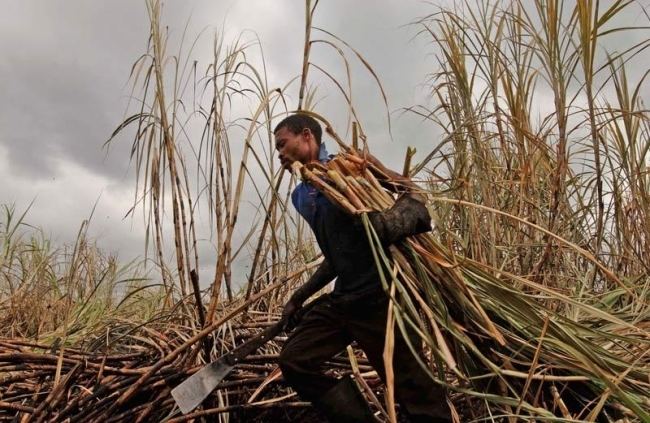 Xinavane Drought affects sugar cane production in Xinavane Mozambique