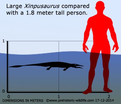 Xinpusaurus wwwprehistoricwildlifecomimagesspeciesxxinp