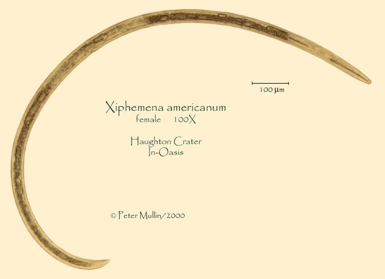 Xiphinema americanum nematodeunleduxiphamer1jpg