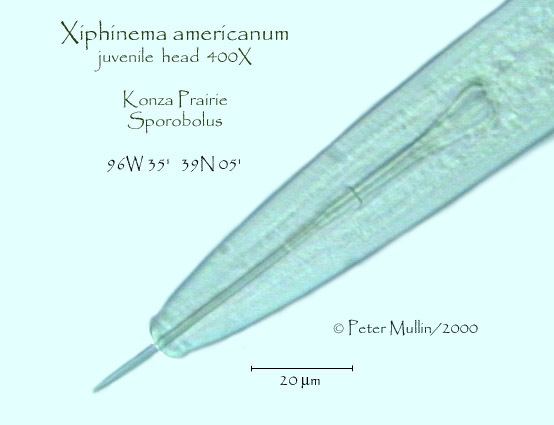Xiphinema americanum Xiphinema americanum