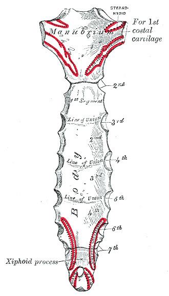 Xiphisternal joint