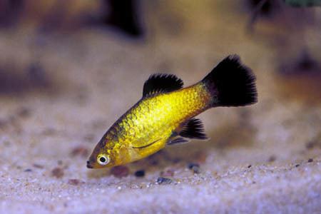 Xiphophorus Xiphophorus maculatus Platy Seriously Fish