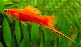 Xiphophorus Xiphophorus helleri Swordtail Tropical Fish Diszhalinfo