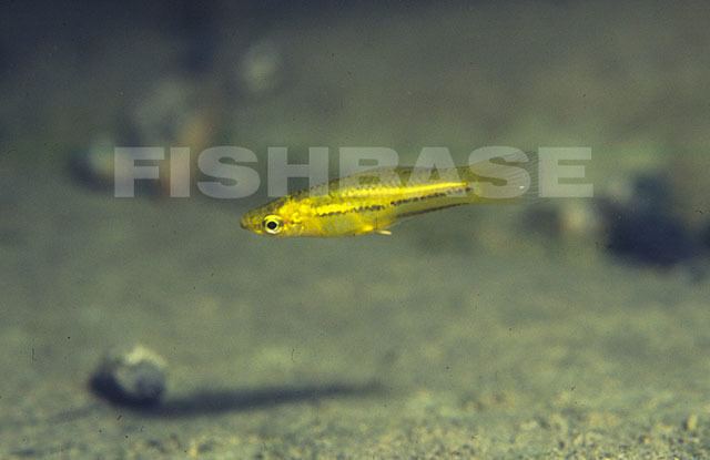 Xiphophorus Fish Identification