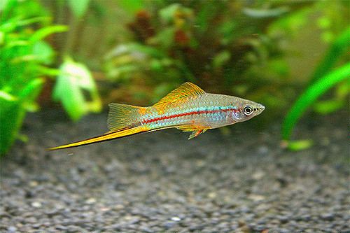 Xiphophorus Xiphophorus helleri Xiphophorus helleri 1st Class Soldier Flickr