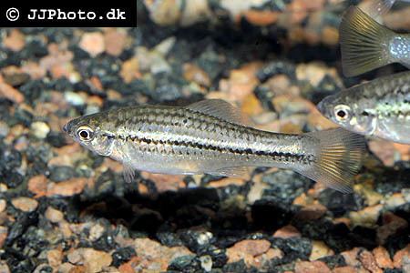 Xiphophorus montezumae badmanstropicalfishcomFishFreshwaterlivebearer